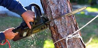 Best Tree Trimming and Pruning  in Berkeley, MO