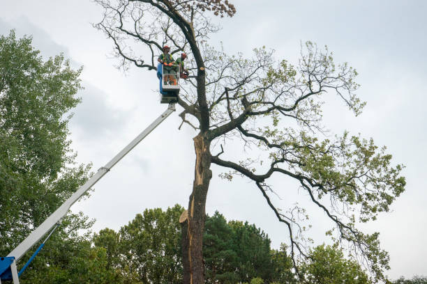 How Our Tree Care Process Works  in  Berkeley, MO