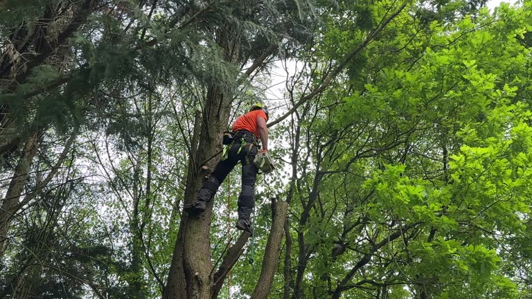 Best Tree Mulching  in Berkeley, MO