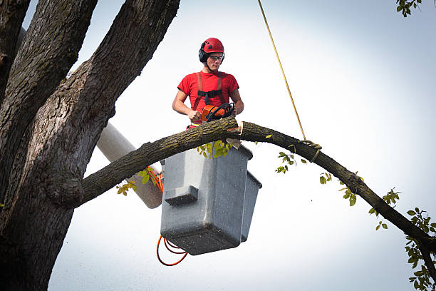  Berkeley, MO Tree Services Pros